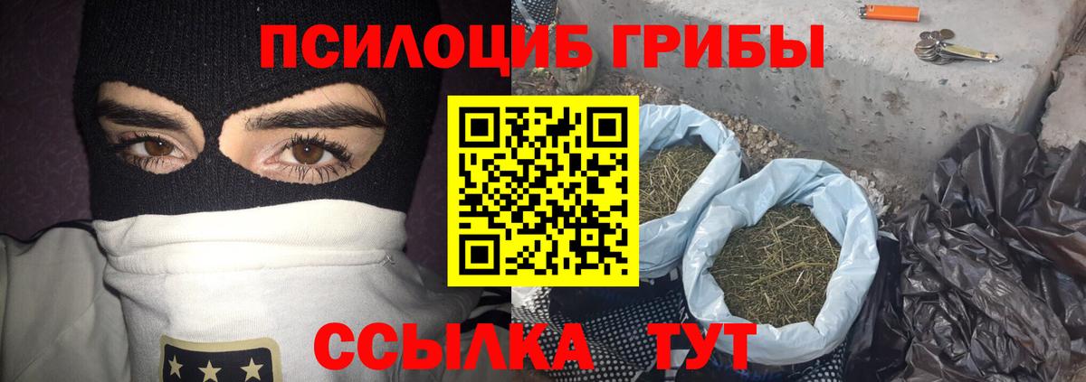 Галлюциногенные грибы Psilocybine cubensis Балтийск